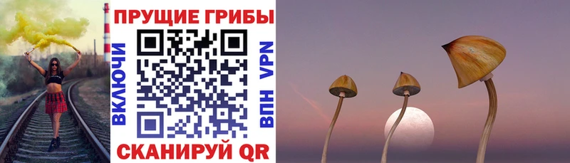 где найти Агрыз Галлюциногенные грибы MAGIC MUSHROOMS